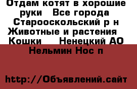 Отдам котят в хорошие руки - Все города, Старооскольский р-н Животные и растения » Кошки   . Ненецкий АО,Нельмин Нос п.